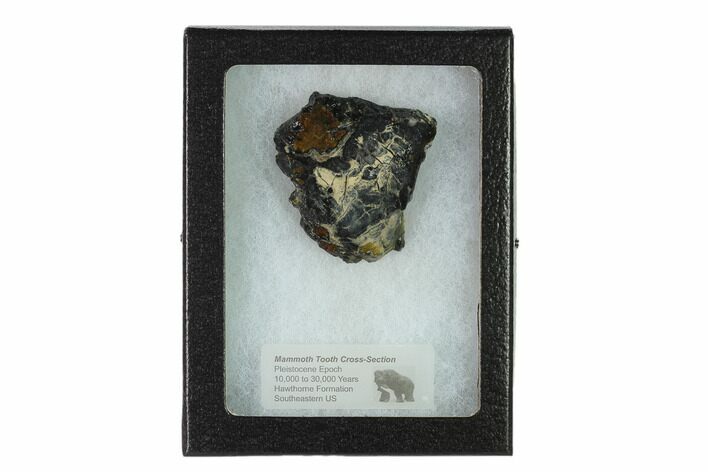 Mammoth Molar Slice With Case - South Carolina #135315